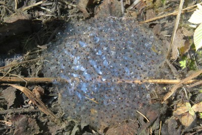 Rana dalmatina, eggs